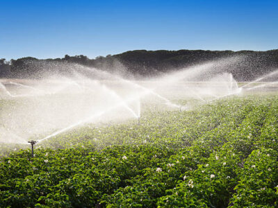 Irrigated Agricultural Land In multai