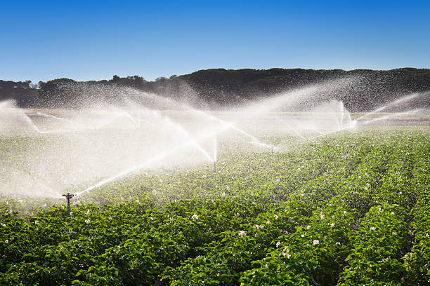 Irrigated Agricultural Land In multai